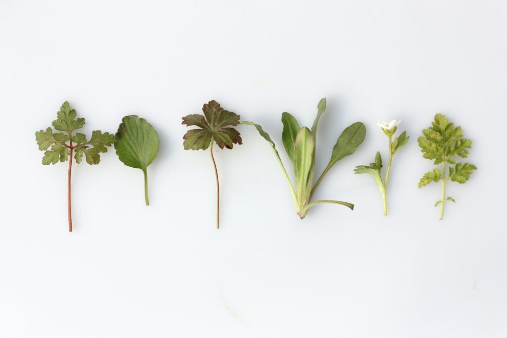 la phytothérapie tire le meilleur des plantes pour le bien être