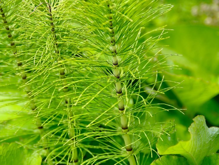 la prèle des champs est un atout pour la peau et les ongles