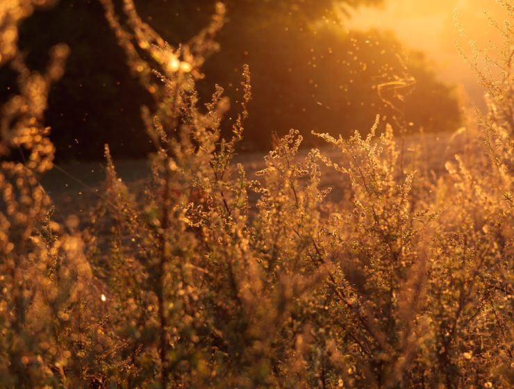 Adopter des règles simples afin de lutter contre les allergies saisonnières et prendre soin de vous