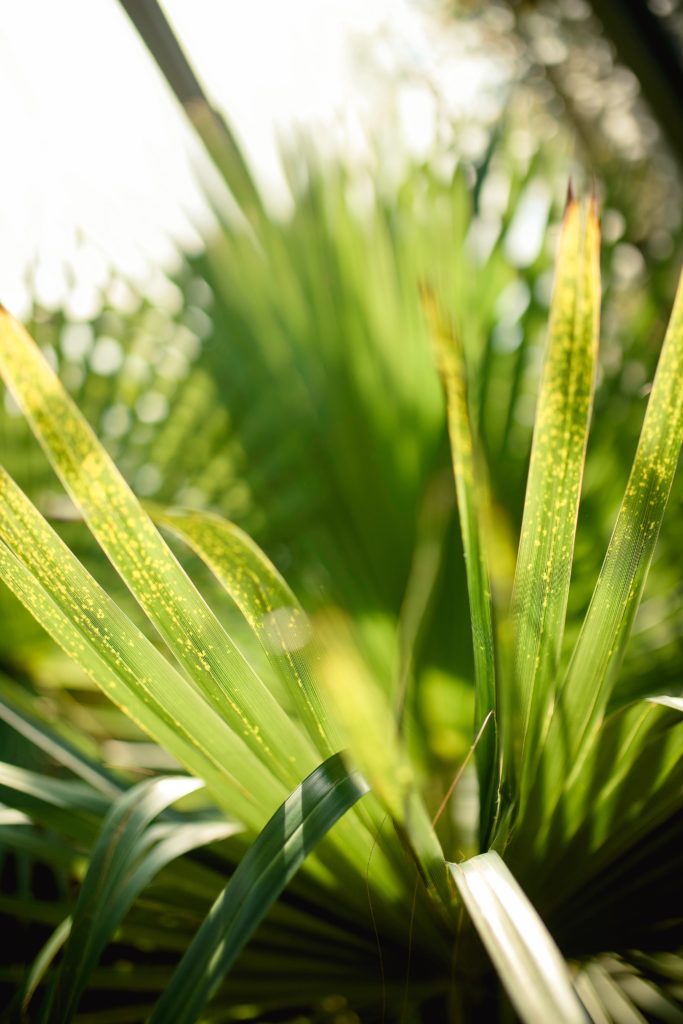 vertus et bienfaits plantes microcirculation