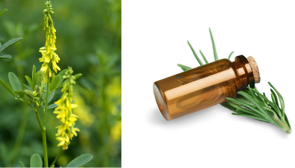 microcirculation plante aromathérapie