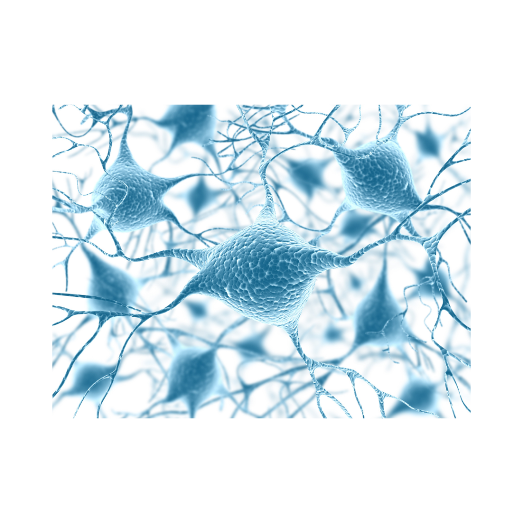 rôles neurotransmetteurs cerveau