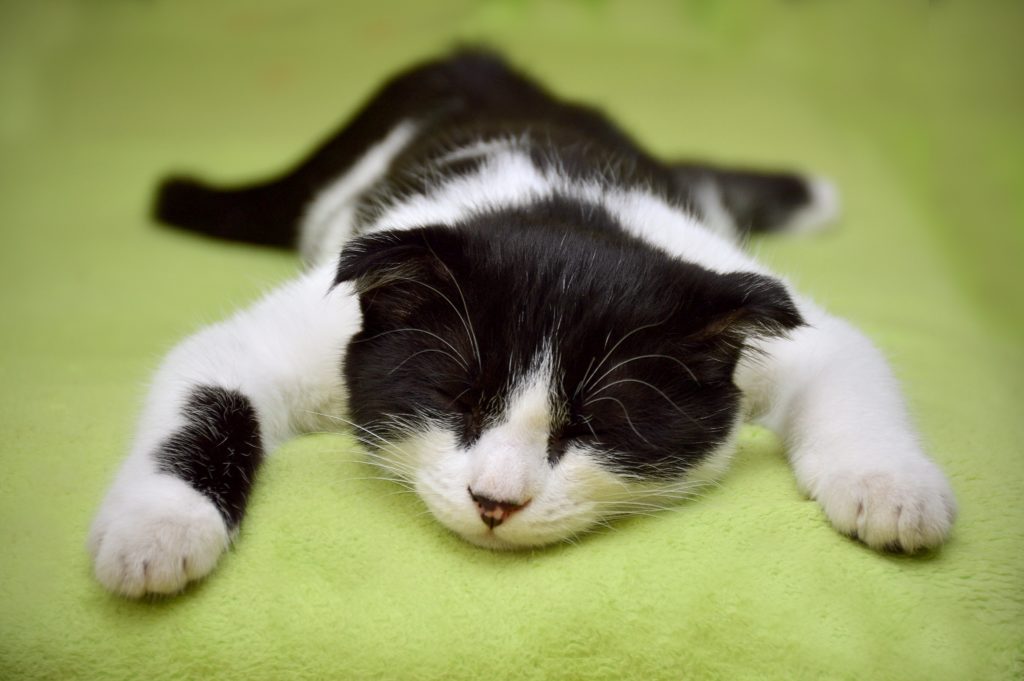 le sommeil chat
