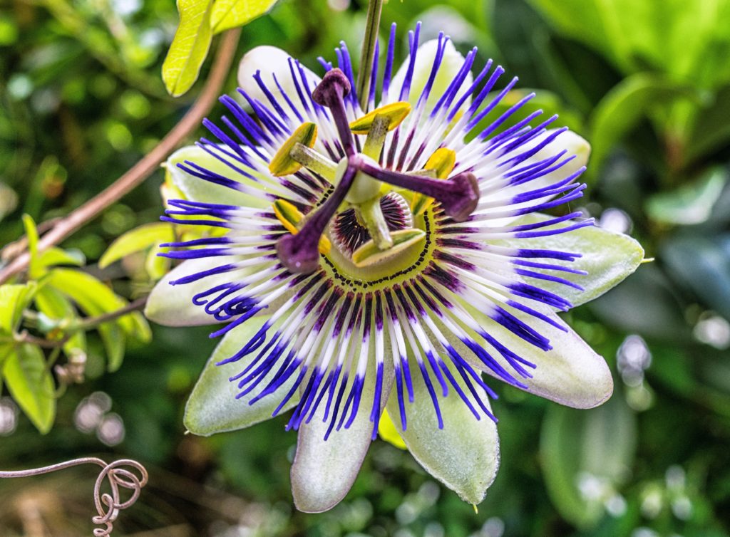 Phytothérapie Passiflore