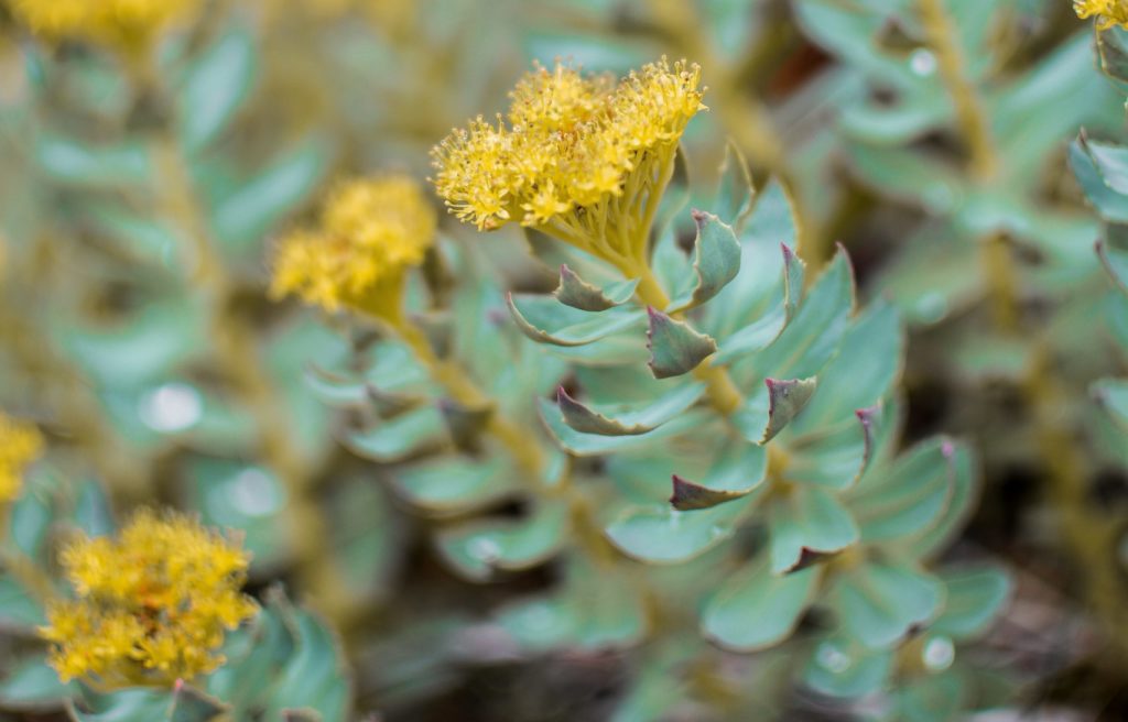phytothérapie Rhodiola