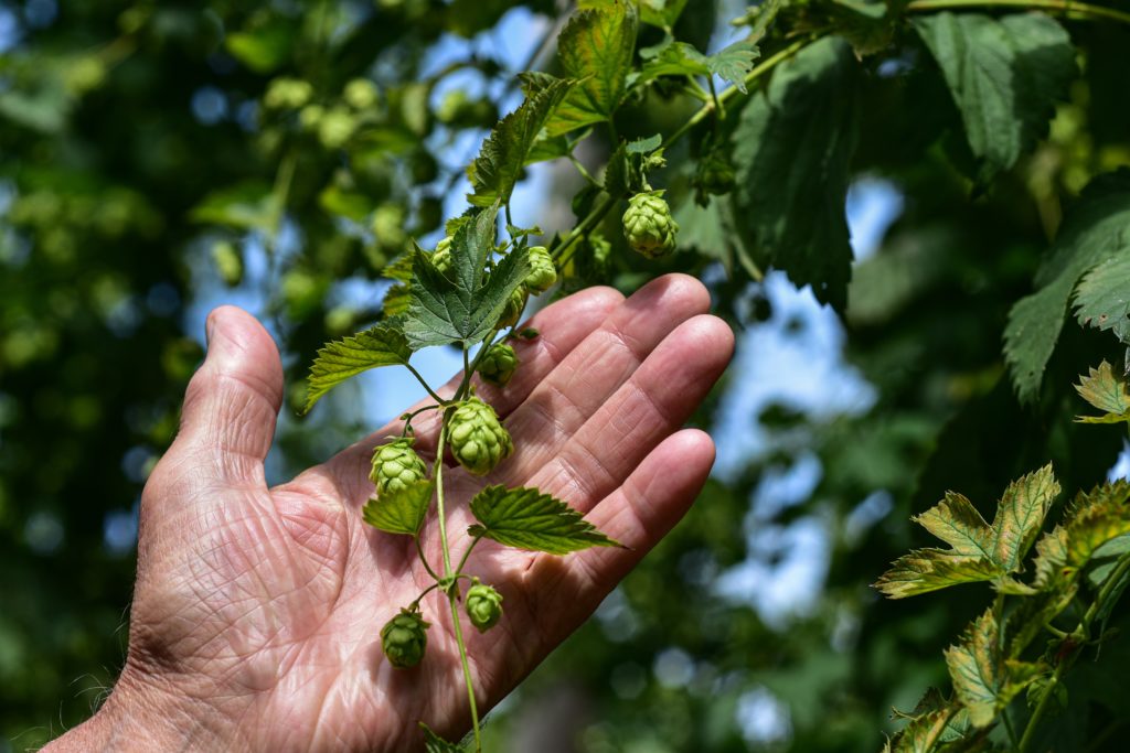 Phytothérapie houblon