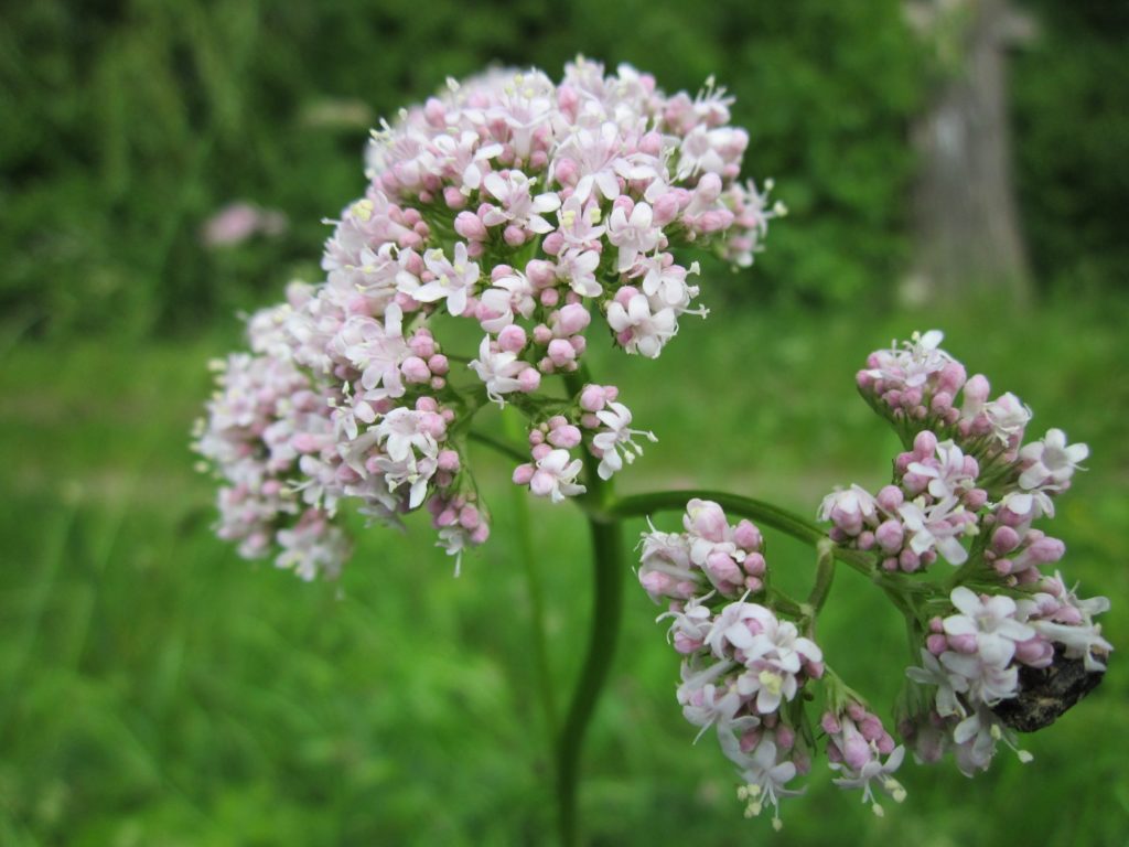 Phytothérapie valériane