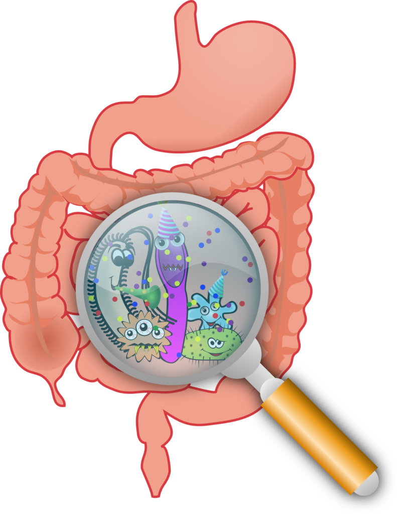 Microbiote et bactéries