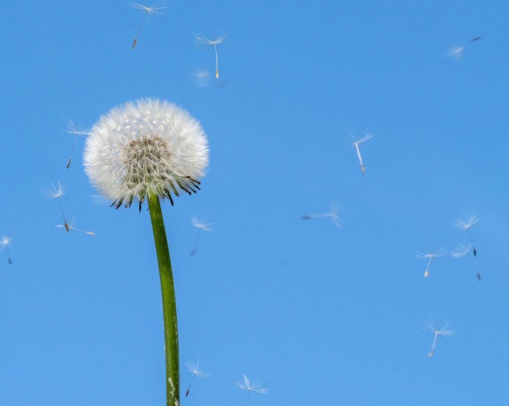 allergie au pollen