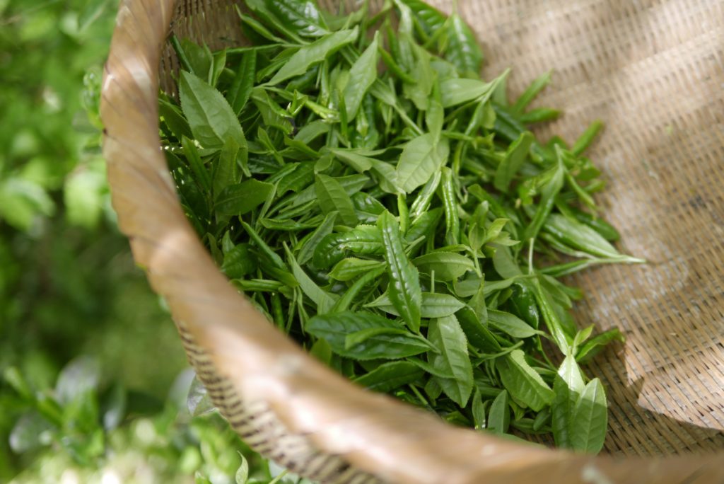 super aliments plantes