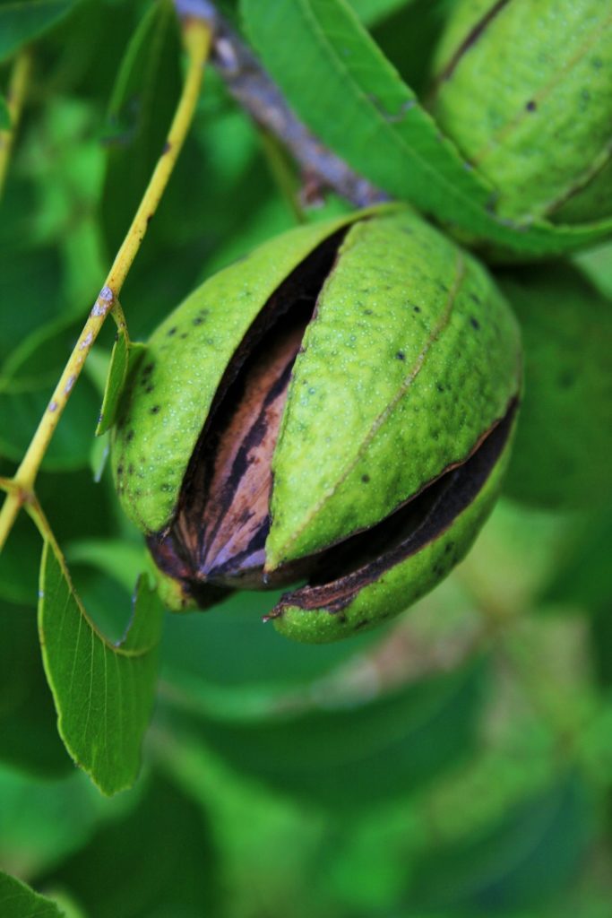 fruit noix bienfaits