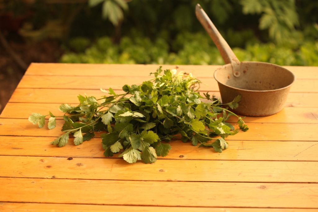 Coriandre detox