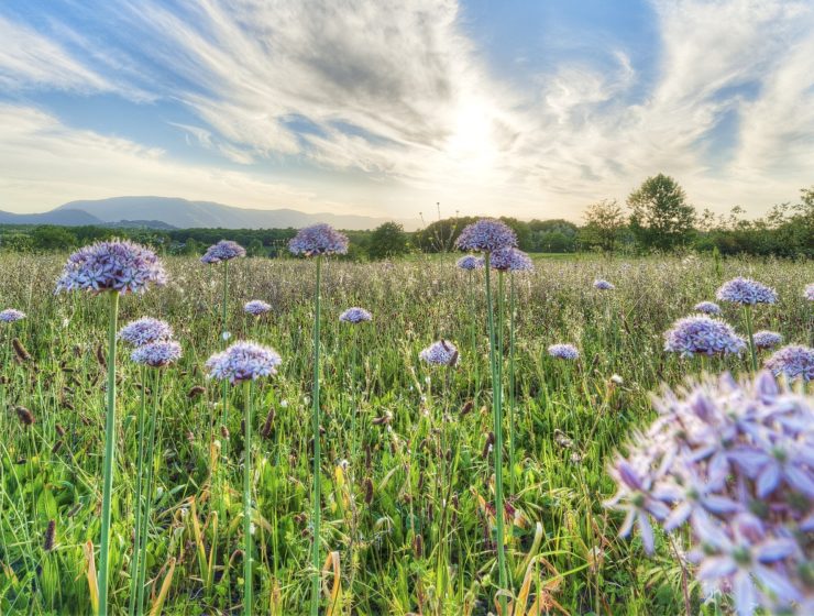 printemps allergies l'histamine