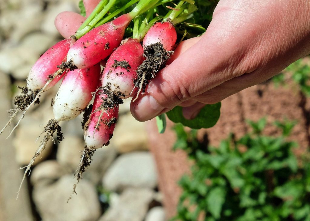 radis plantes jardiner