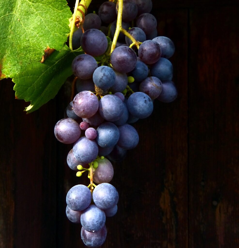 raisin pépins