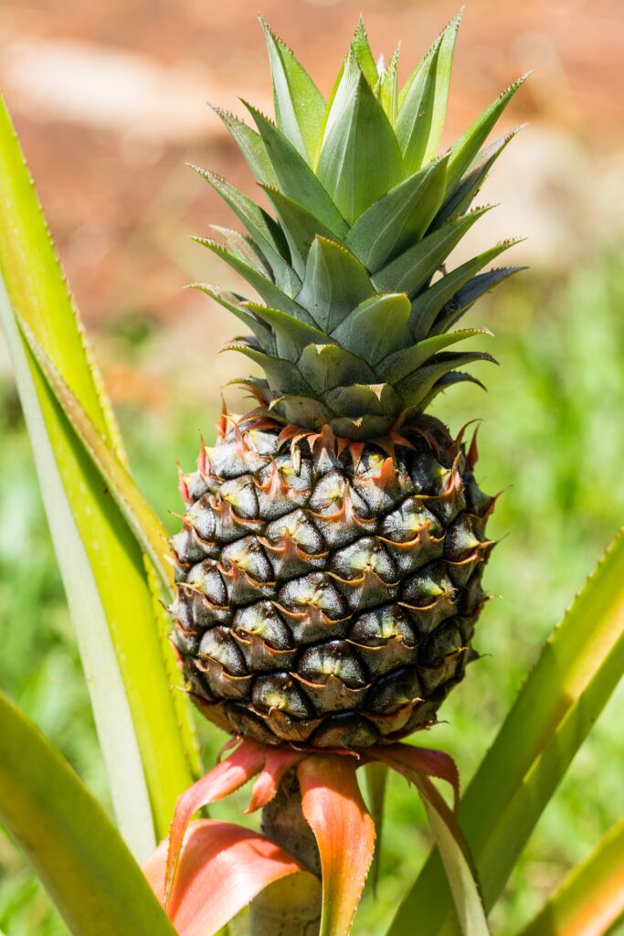 Bienfaits bromélaïne de la tige d'ananas