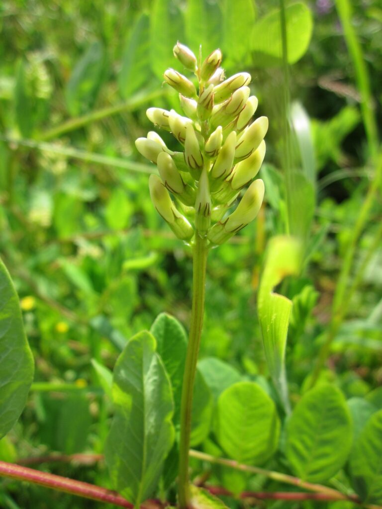 Astragale plante bienfaits