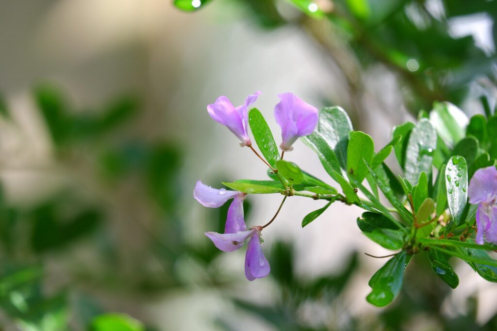 desmodium foie
