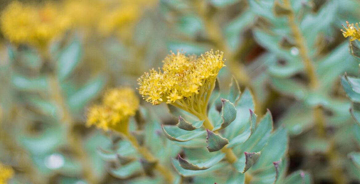 Rhodiole bienfaits plante