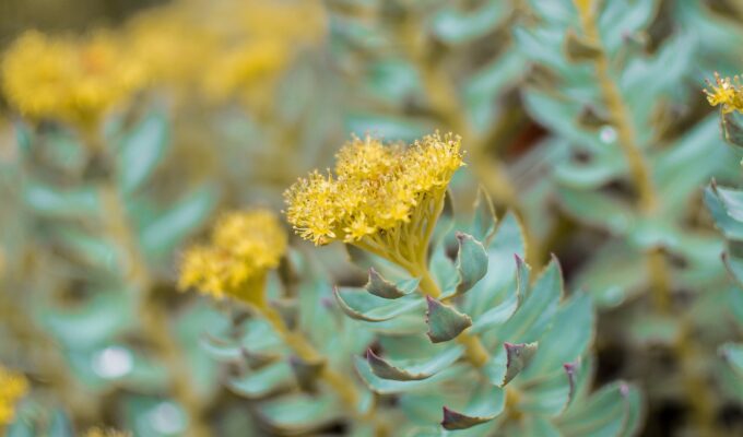 Rhodiole bienfaits plante