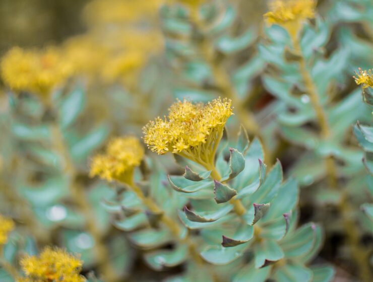 Rhodiole bienfaits plante