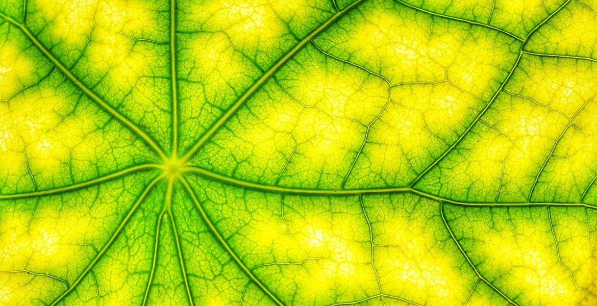 chlorophylle bienfaits