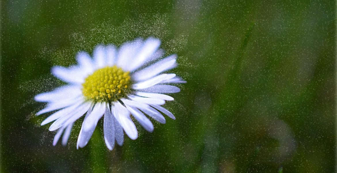 pollen et allergies