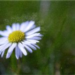 pollen et allergies