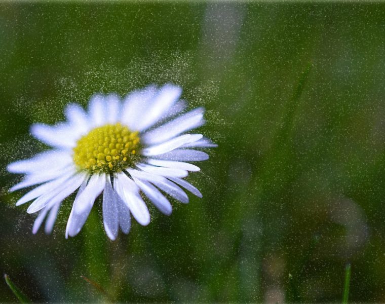 pollen et allergies